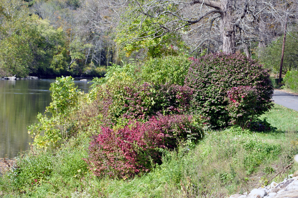 fall foliage